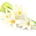 توبروز