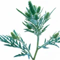 داوانا