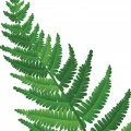 سرخس