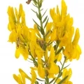 صنوبر سبز